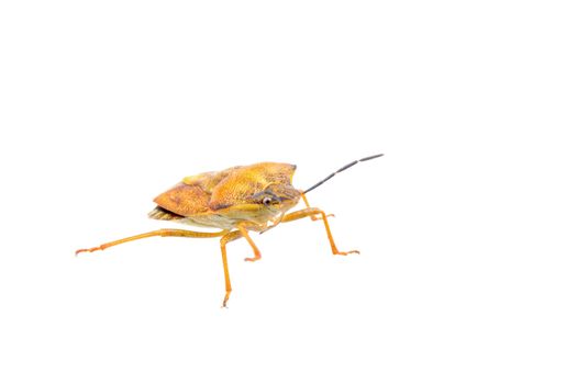 Brown shield bug isolated on a white background