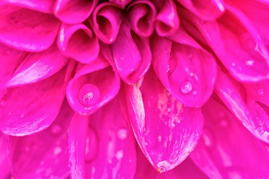 Detail of rose petals with dew drops