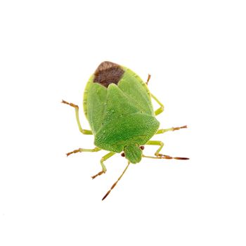 Green shield bug isolated on a white background
