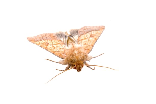 Brown moth isolated on a white background