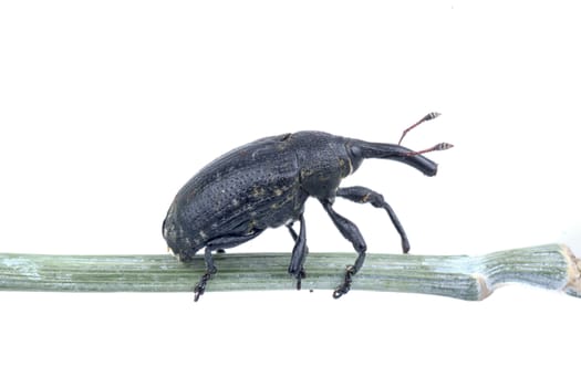 Black beetle on the stalk isolated on a white background