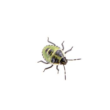 Green black shield bug isolated on a white background