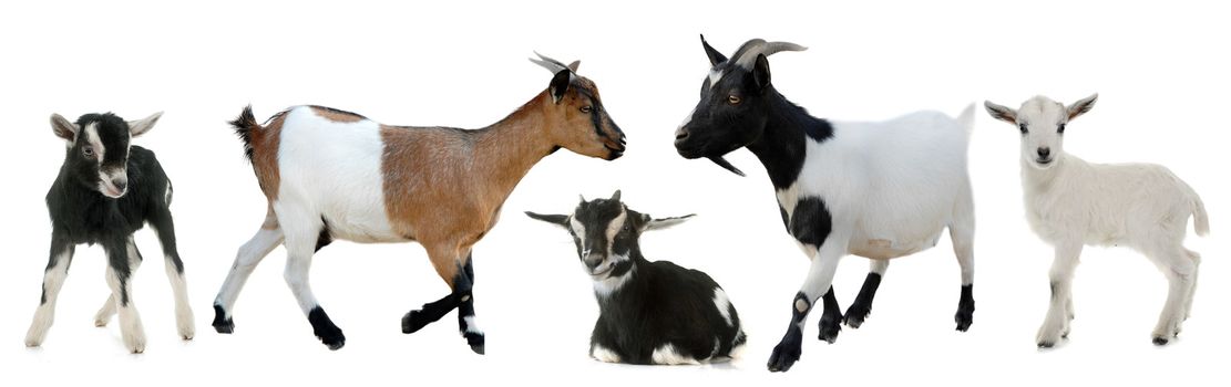 group of goats and kids in front of white background