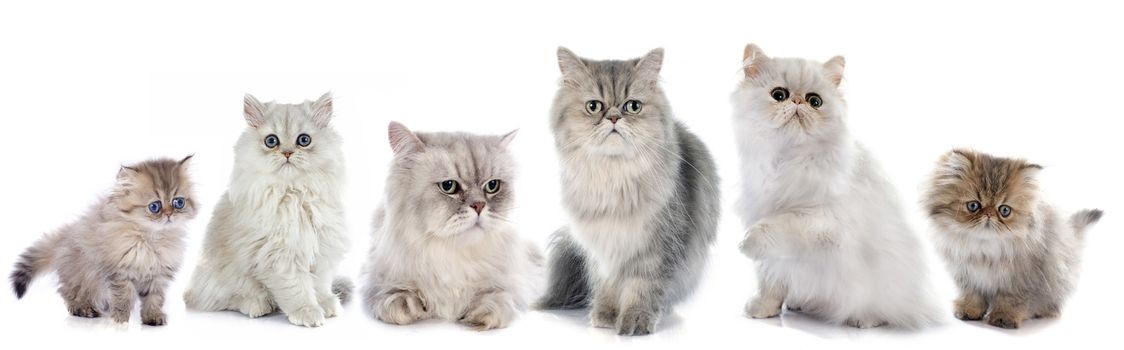 family persian cats in front of white background