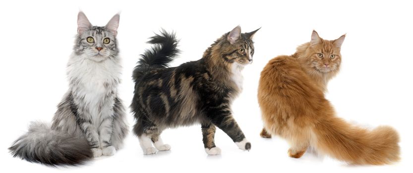 maine coon cats in front of white background