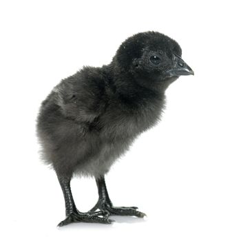 ayam cemani chick in front of white background