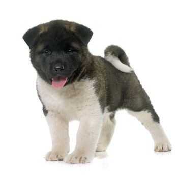 puppy american akita in front of white background