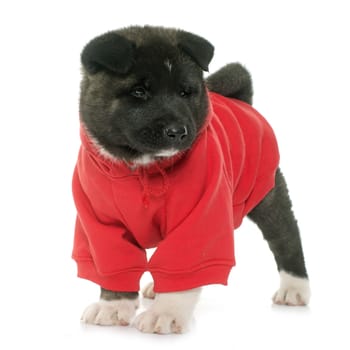 dressed puppy american akita in front of white background
