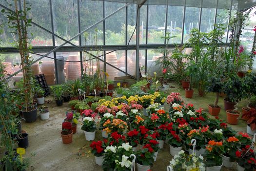 Plants and flowers for sale at the plant nursery.