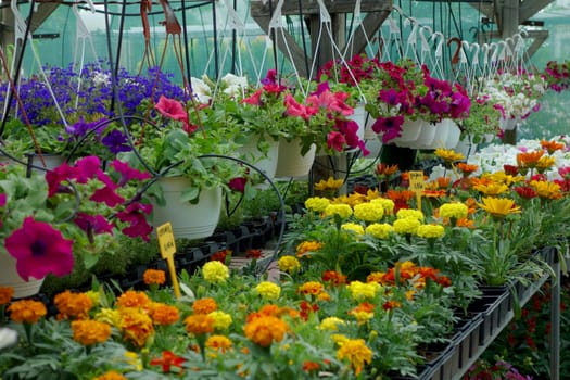 Plants and flowers for sale at the plant nursery.