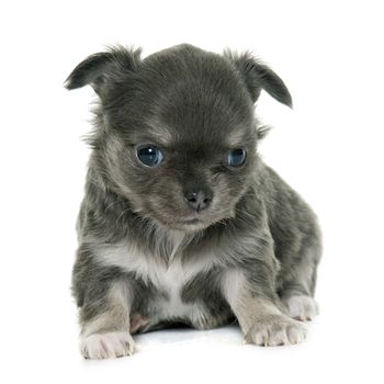 puppy longhair chihuahua in front of white background