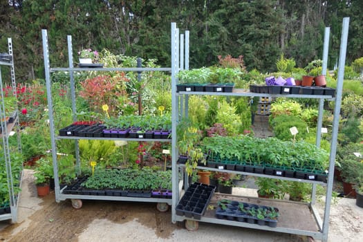 Plants and flowers for sale at the plant nursery.