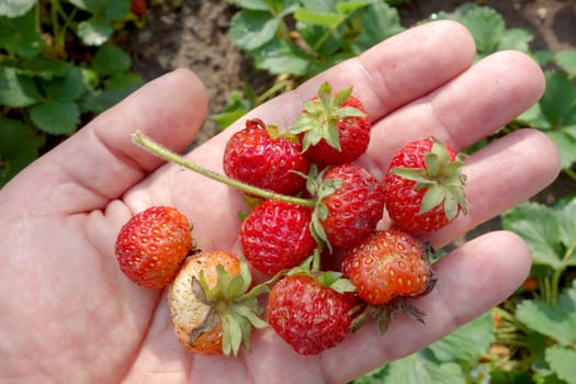 Fresh strawberries without fertilizers from the house yard in human hand