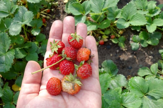 Fresh strawberries without fertilizers from the house yard in human hand