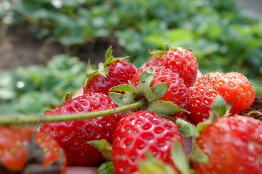 Fresh strawberries without fertilizers from the house yard