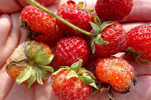 Fresh strawberries without fertilizers from the house yard in human hand