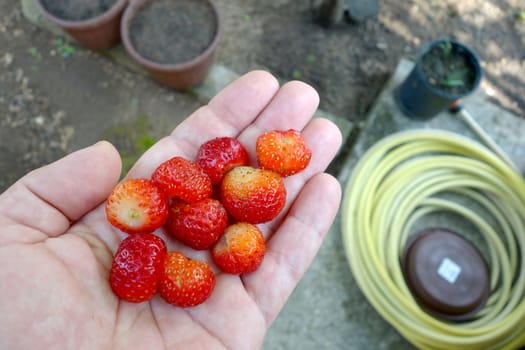 Fresh strawberries without fertilizers from the house yard in human hand