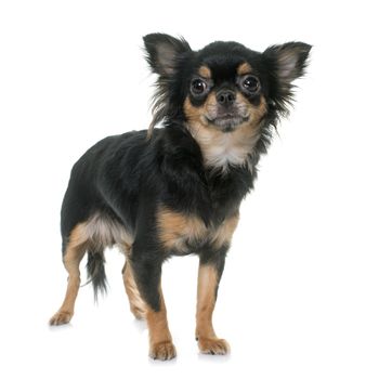young longhair chihuahua in front of white background
