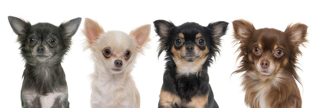 young longhair chihuahuas in front of white background
