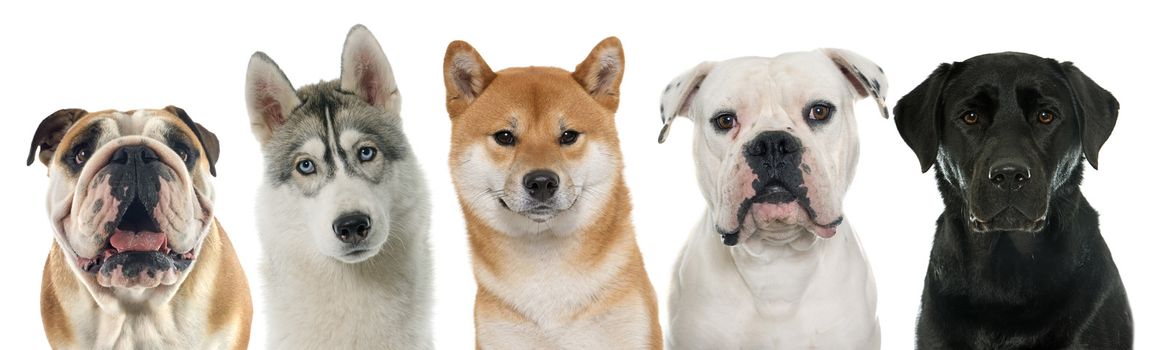 five purebred dogs in front of white background