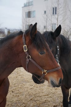 Two trottinghorses who teases and plays with each other