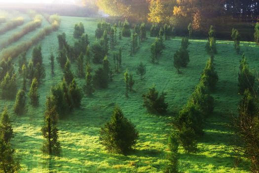 First Sunlight shining through tree branches on a tree nursery.