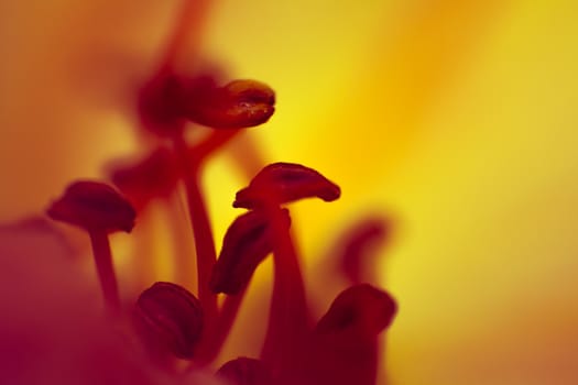 Detail of a rose flower