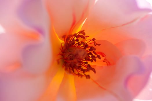 Detail of a rose flower