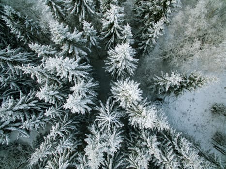 Winter Evergreen forest from above with snow