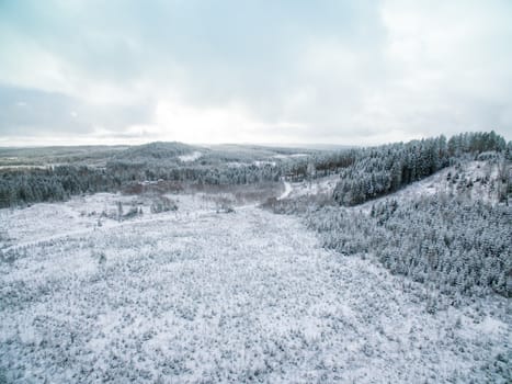 Evergreen trees on hill side in winter