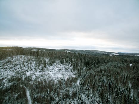 Winter evergreen forest view