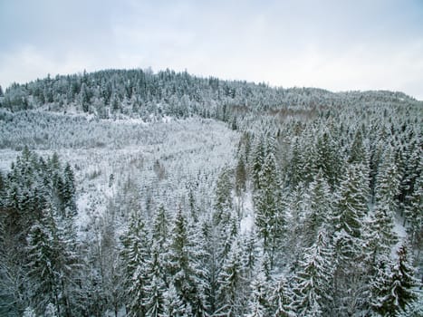 Evergreen forest on a hill side in winter