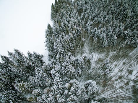 Sprinklet of snow on evergreen forest in winter