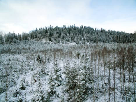 Wide open forest view in winter time