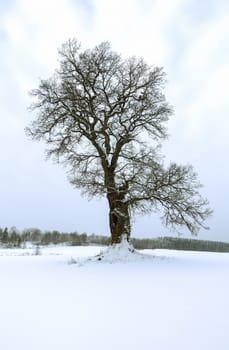 Lone oak tree in a field in winter