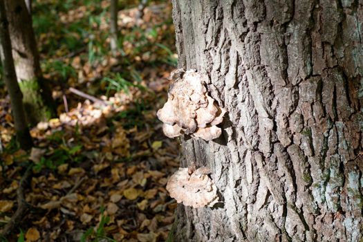 Brown mushroom on a tree trunk in a autumn forest
