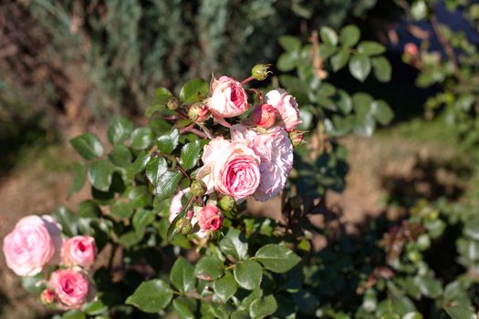 Several pink roses on a green bush
