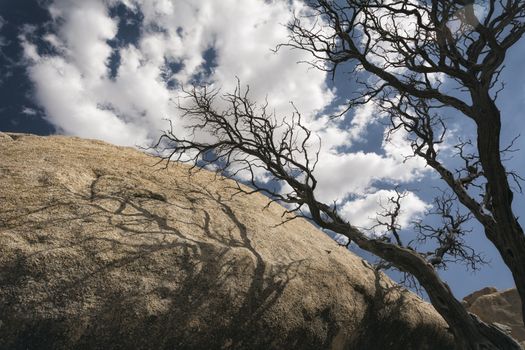 Landscape in Joshua Tree National Park, California