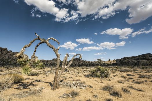 Joshua Trees at Joshua Tree National Park, California