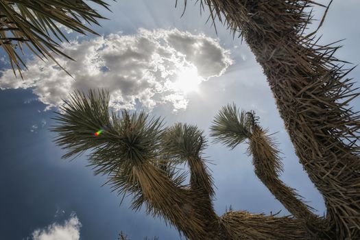 Landscape in Joshua Tree National Park, California