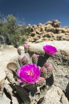Cactus in the Desert, Joshua Tree National Park