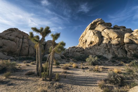 Joshua Trees at Joshua Tree National Park, California