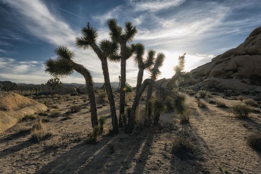 Joshua Trees at Joshua Tree National Park, California