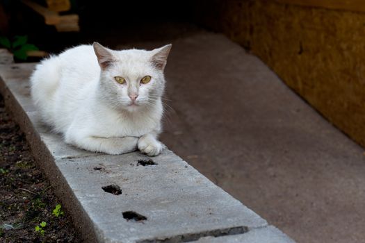 A white cat sitting on grey block
