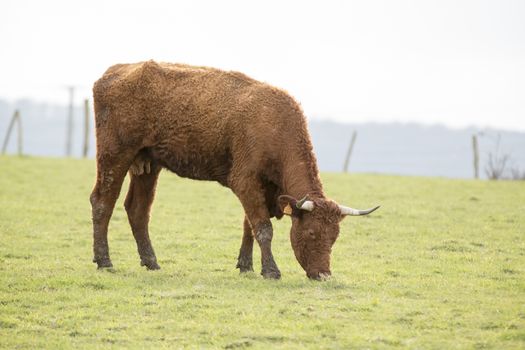 Cow grazing on dirty pasture agriculture crisis