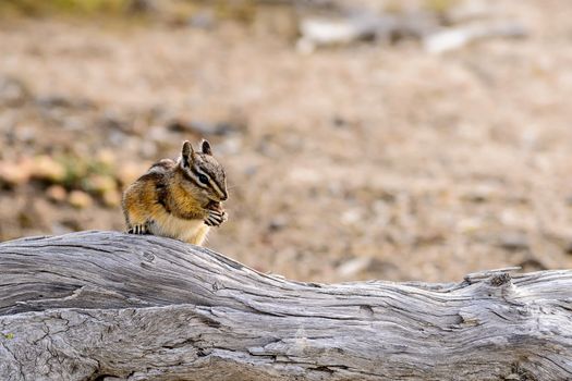 Chipmunk have a lunch on a tree trunk in Yellowstone Park.