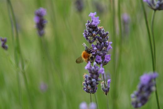 A single honey bee amongst wild flowers in a field