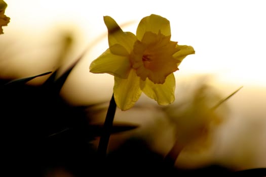 A single daffodil.