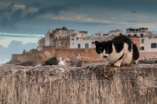 Black and white cat sitting on the fence. In the background view on city Essaouira on the coast of Atlantic Ocean, Morocco. Early morning cloudy sky.