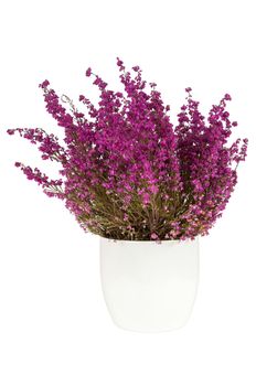 Purple heather in the white pot isolated on white background